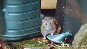 Deter rats from your home this autumn with a natural deterrent that only 'takes a few minutes'