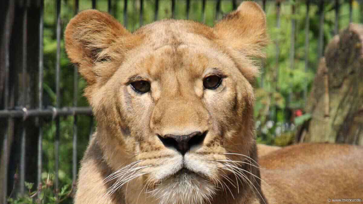 Hitzewelle in Japan fordert Todesopfer im Zoo: Drei Löwinnen sterben