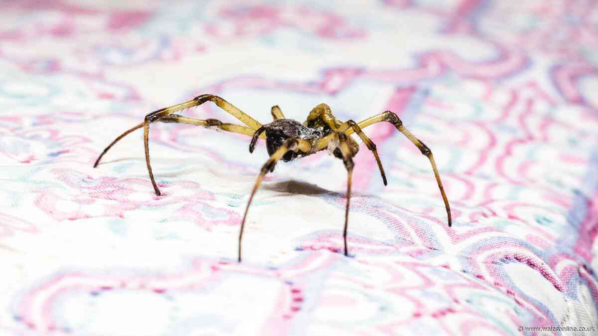 Keep giant spiders out of homes in October by placing 1 item near entry points