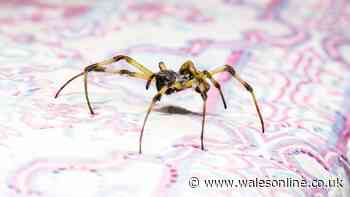 Keep giant spiders out of homes in October by placing 1 item near entry points