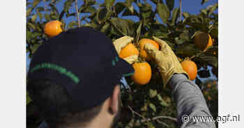 Spaanse kaki-oogst later van start en tot 30% minder oogst
