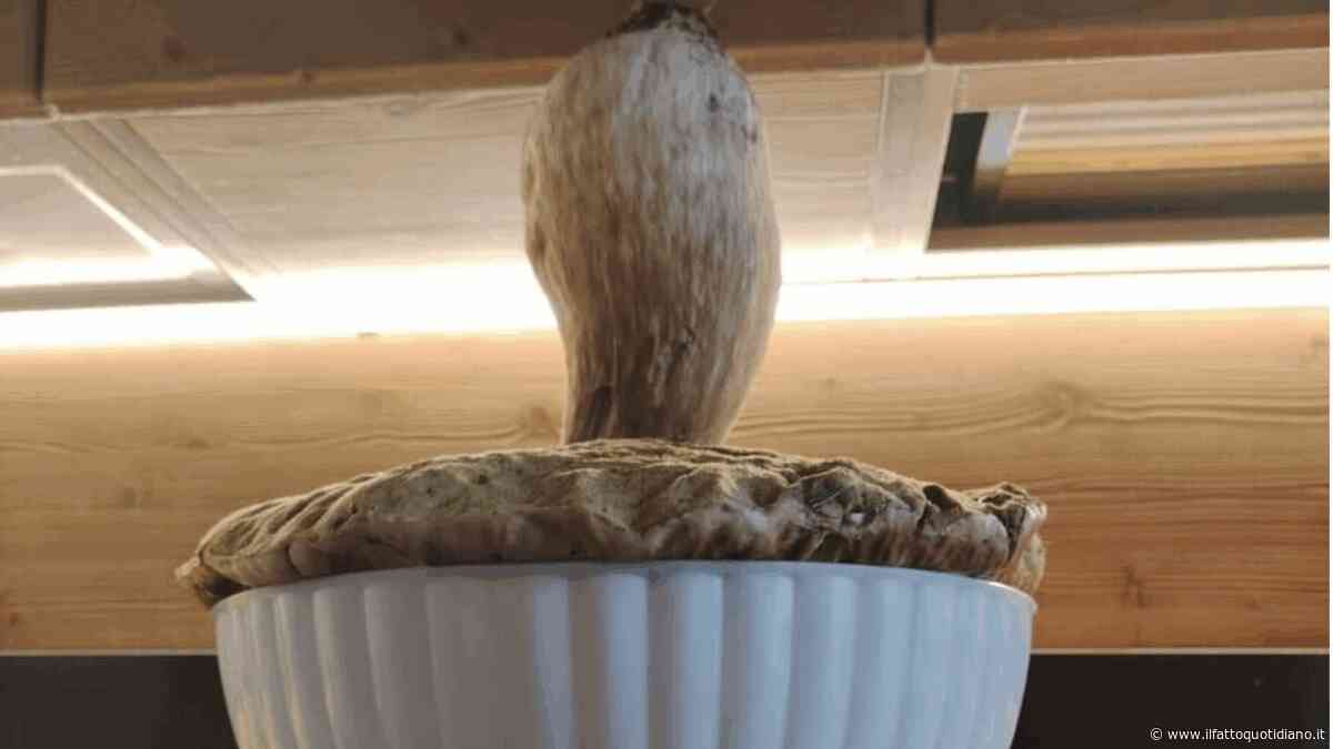 “Con un fungo così mangiano almeno 15 persone, è il più grande che abbiamo mai raccolto”: trovato un porcino da record, pesa quasi 2 chili
