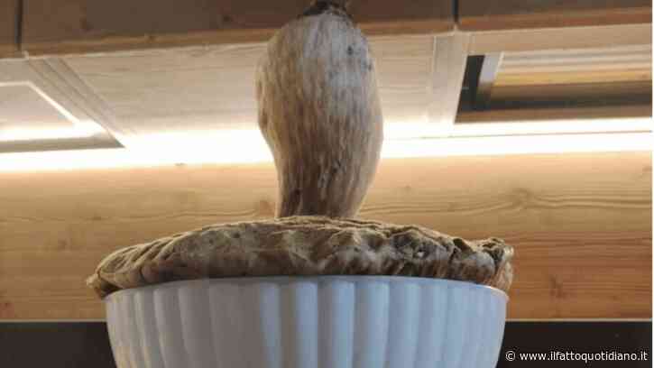 “Con un fungo così mangiano almeno 15 persone, è il più grande che abbiamo mai raccolto”: trovato un porcino da record, pesa quasi 2 chili