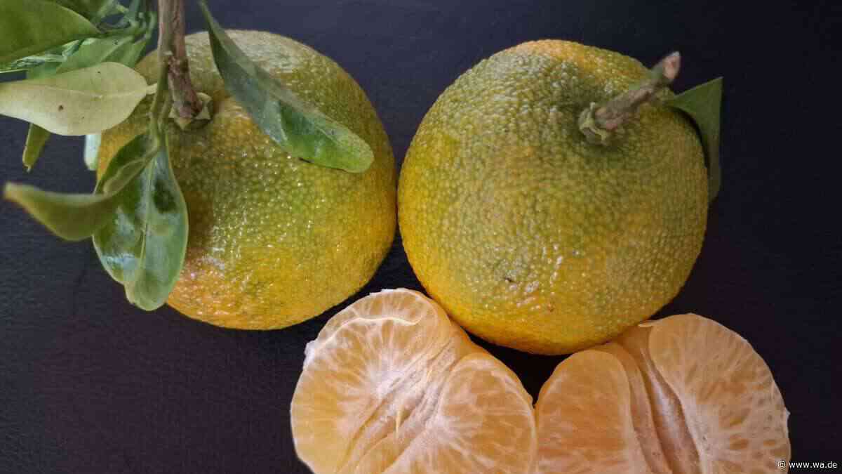 Trotz grüner Schale: Erste Mandarinen aus Spanien sehen ungewohnt aus, sind aber reif