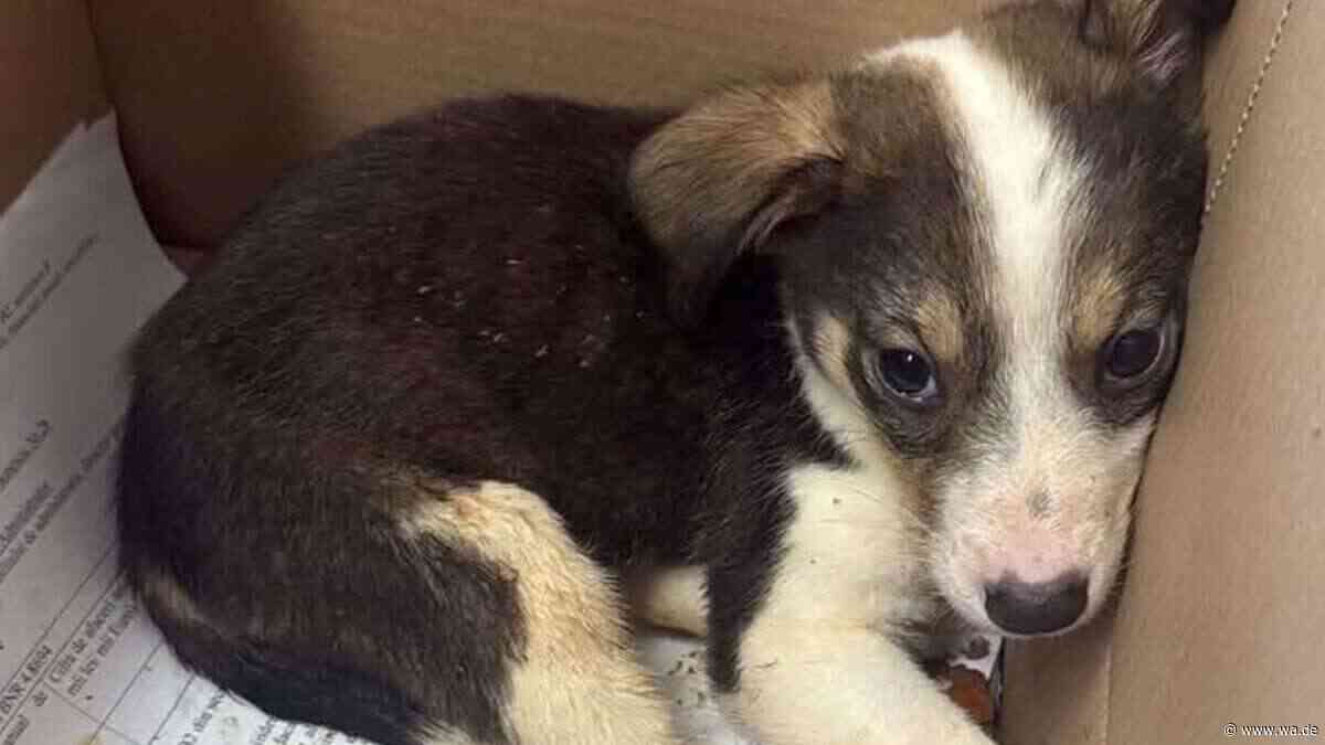 Yuki wurde fast tot gefunden: Welpe ist ein Pflegefall, „trotzdem will er einfach Hund sein“
