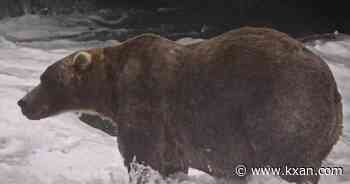 Gentle giant Backpack wins Alaska's Fat Bear Week