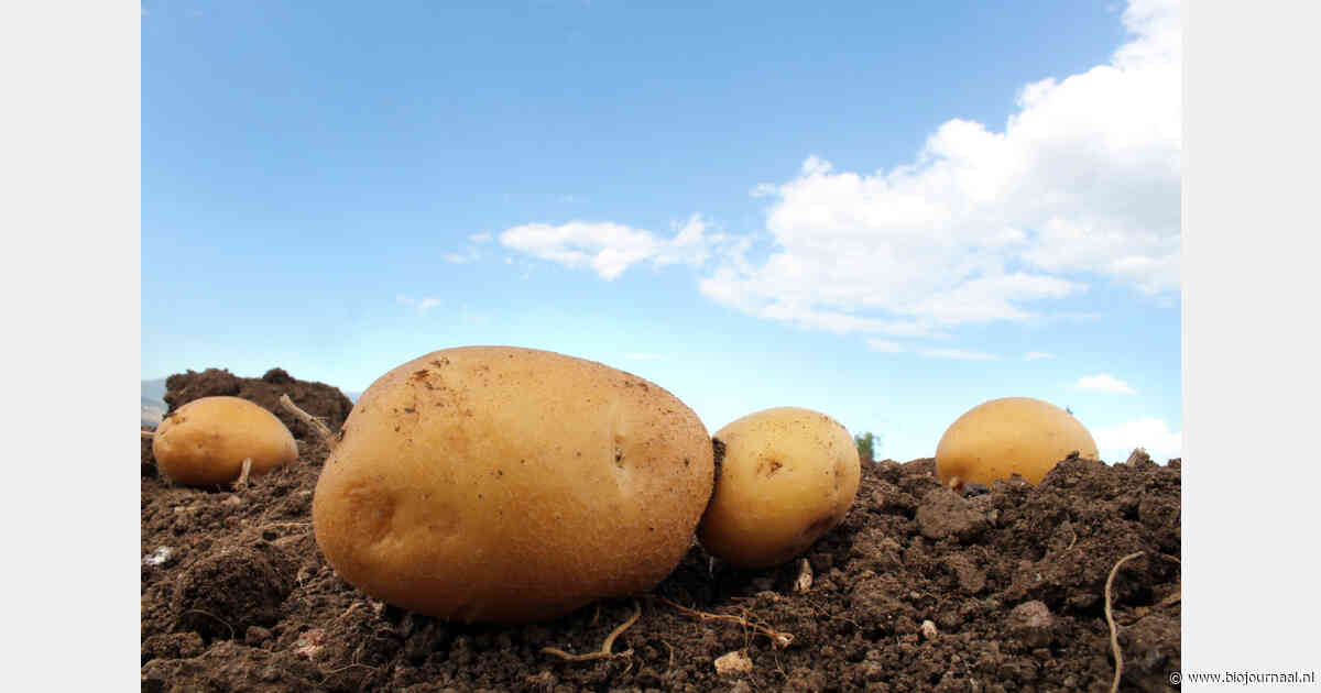 Mogelijk PFAS-verbod kan ook biologische aardappelteelt raken