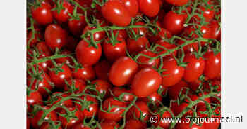 Zwitserse retail verkoopt meer bio-cherrytomaten, minder bio-blauwe bessen