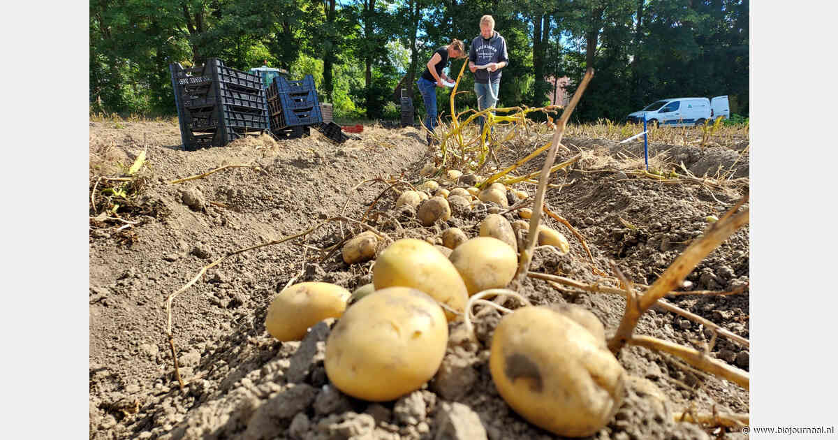 RobPatat: 83 procent respondenten ziet noodzaak voor robuuste aardappelrassen