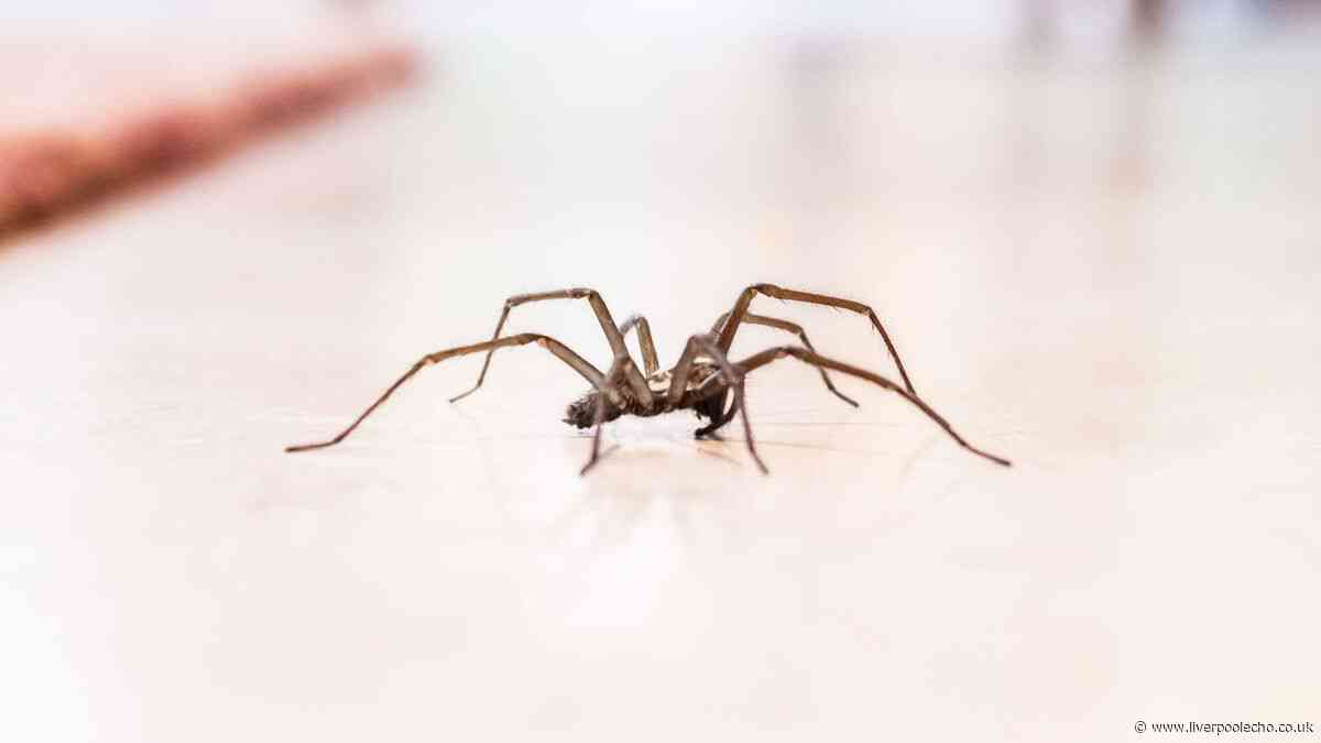 Stop huge spiders entering homes in October by spraying 1 ingredient near windowsills