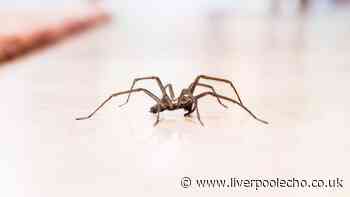 Stop huge spiders entering homes in October by spraying 1 ingredient near windowsills