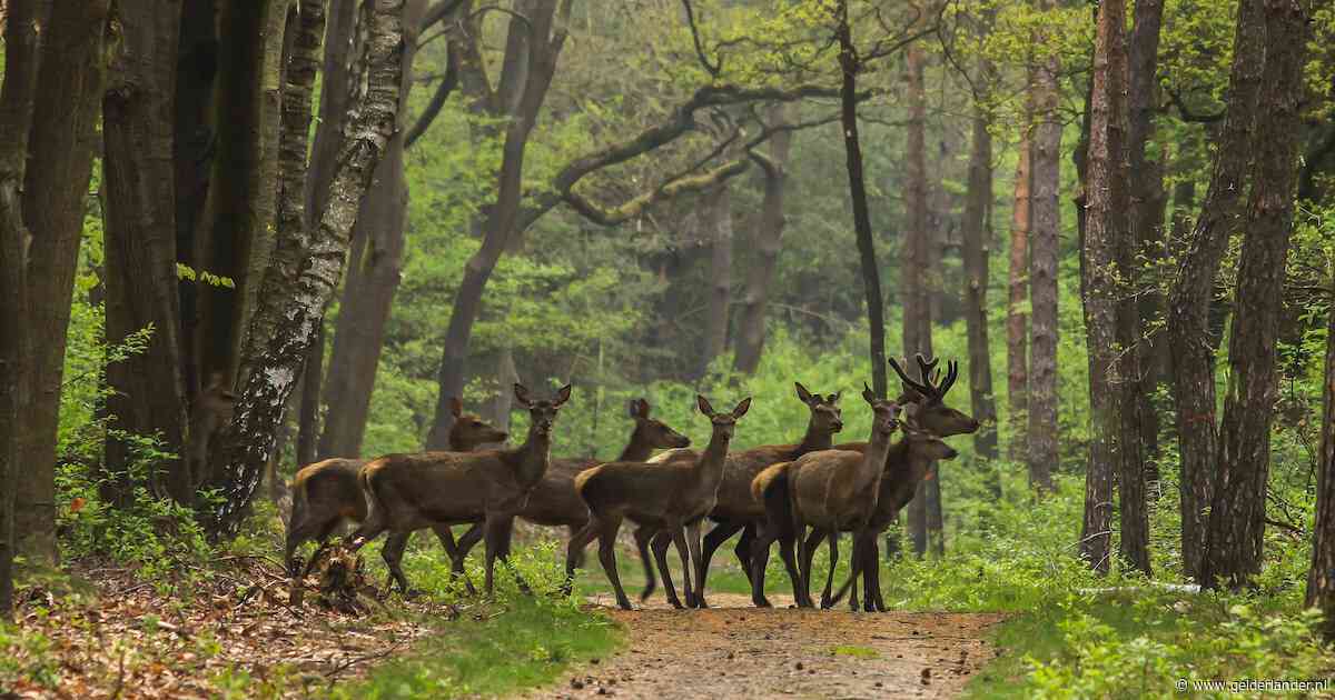 Rapport Rekenkamer: Gelderland moet vaart maken met aanleg bos en aanpak illegale kap