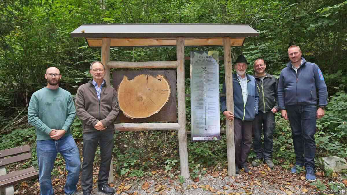 „Ort, an dem man gerne verweilt“: Tatzelwurm von Hohenburg wacht über neu gestalteten historischen Lehrpfad