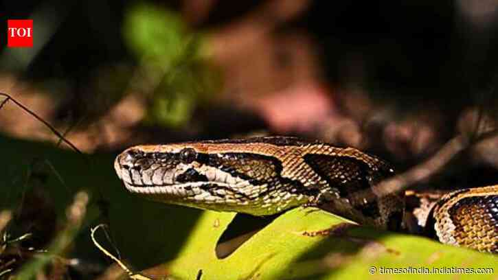 Scientists develop eDNA markers to detect Burmese pythons in southern Florida waters