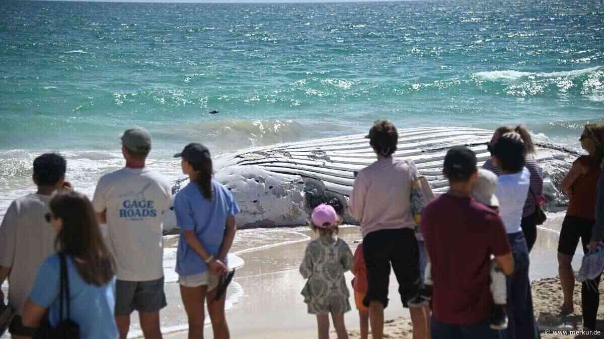 Strand gesperrt: Wal-Kadaver zieht Haie an – und trotzdem strömen Schaulustige zur Küste