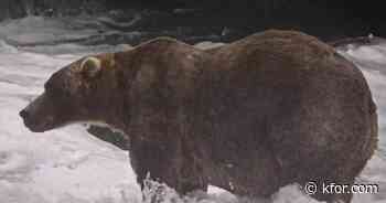 Gentle giant Backpack wins Alaska's Fat Bear Week