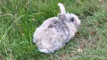 Pet rabbit survives 10-mile journey across a busy motorway after escaping killer fox