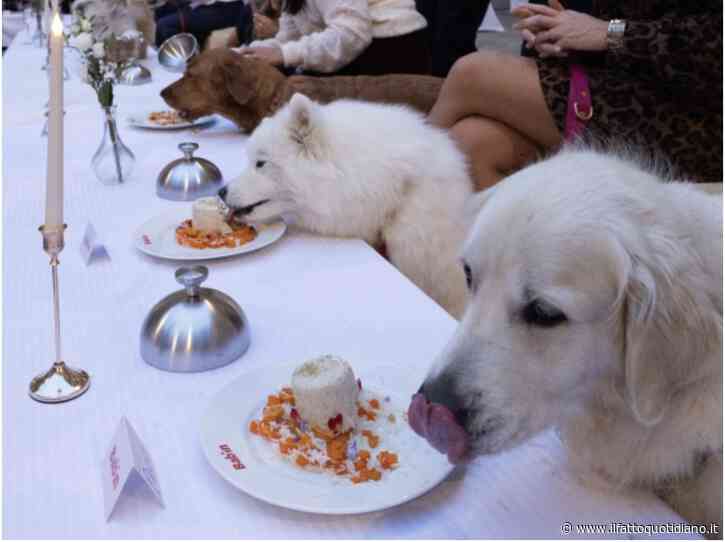 Lo chef stellato Thierry Marx prepara una cena di lusso per 40 cani a Parigi con patè e piatti d’alta cucina, scoppia la polemica: “Uno sfoggio indecente mentre i francesi saltano i pasti”