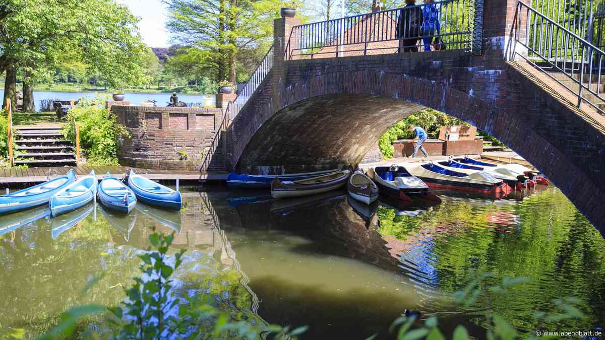 Entscheidung ist gefallen: Das passiert nun mit den Sumpfzypressen im Stadtpark