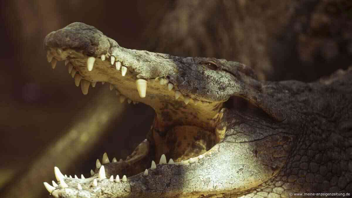 KI-Fälschung löst Großeinsatz aus – wie ein Krokodil-Bild ganz Singapur in Alarmbereitschaft versetzte