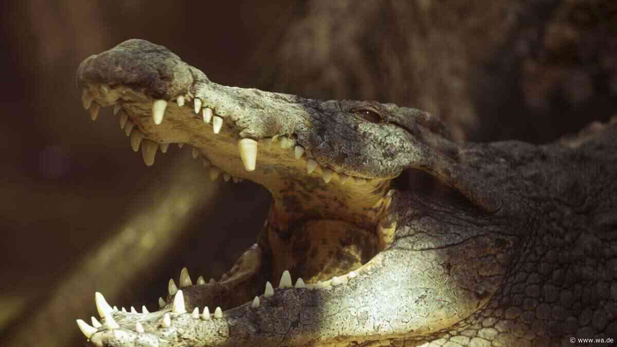 KI-Fälschung löst Großeinsatz aus – wie ein Krokodil-Bild ganz Singapur in Alarmbereitschaft versetzte