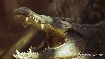 KI-Fälschung löst Großeinsatz aus – wie ein Krokodil-Bild ganz Singapur in Alarmbereitschaft versetzte