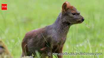 Meet the world's smallest deer: The tiny ‘Pudu’ is barely four apples tall