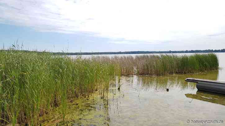 Über 10.000 Jahre alte Holzkonstruktionen im Arendsee entdeckt