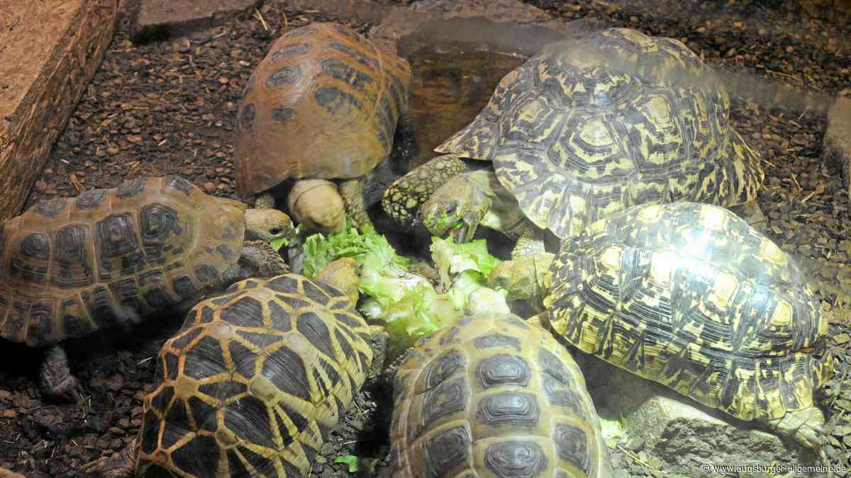 Sieben Schildkröten in Karton ausgesetzt
