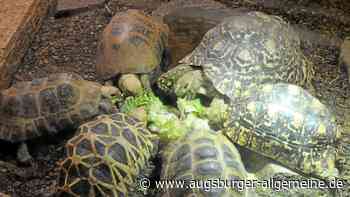 Sieben Schildkröten in Karton ausgesetzt