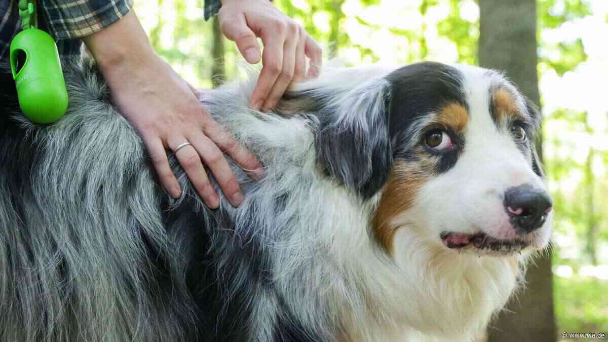 Zecke beim Hund entfernen: Diese Hausmittel sind tabu