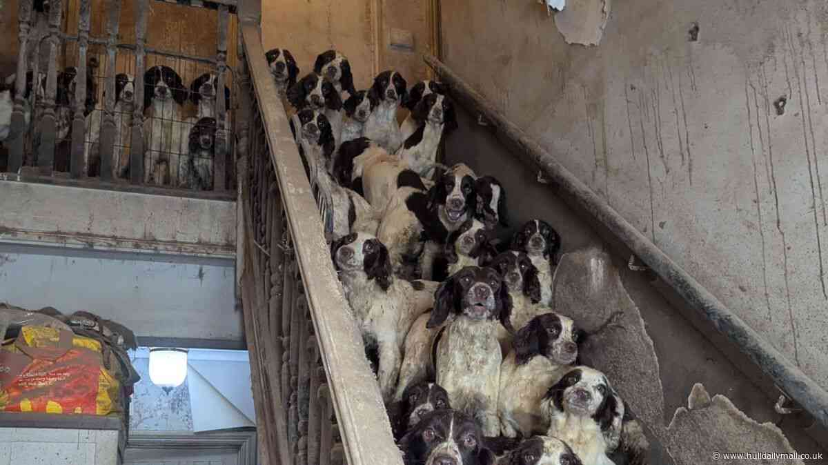 RSPCA finds 84 dogs living in squalid conditions in social worker's home