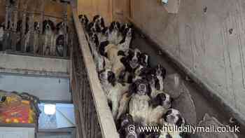 RSPCA finds 84 dogs living in squalid conditions in social worker's home