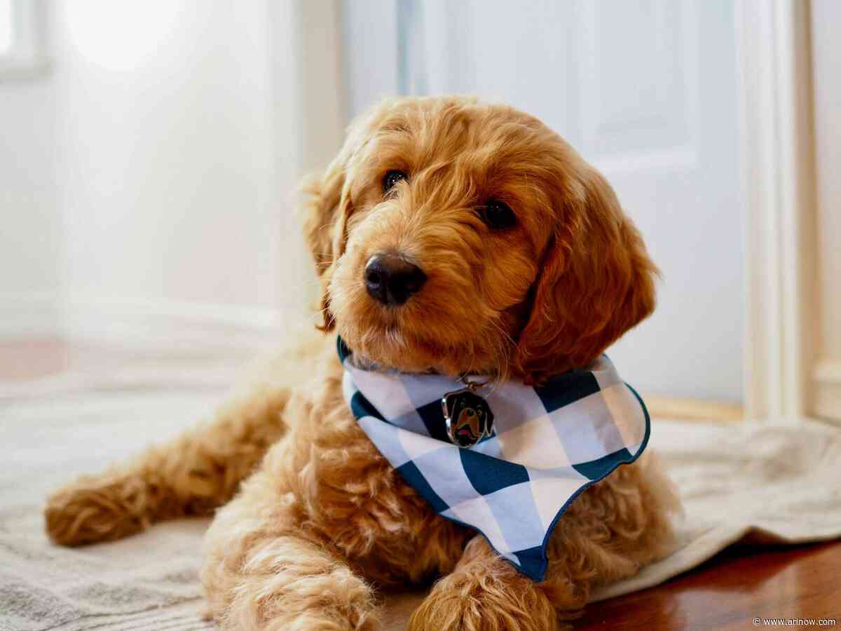 Goldendoodles ranked as the most popular dog breed in Arlington