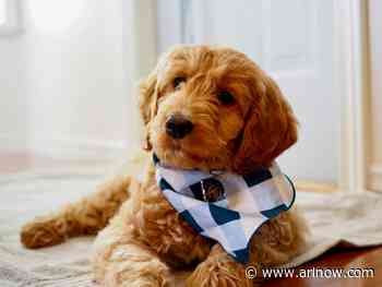 Goldendoodles ranked as the most popular dog breed in Arlington