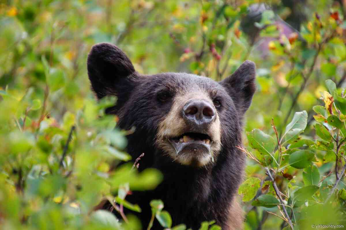 Secure Your Home To Fend Off Hungry Wyoming Bears
