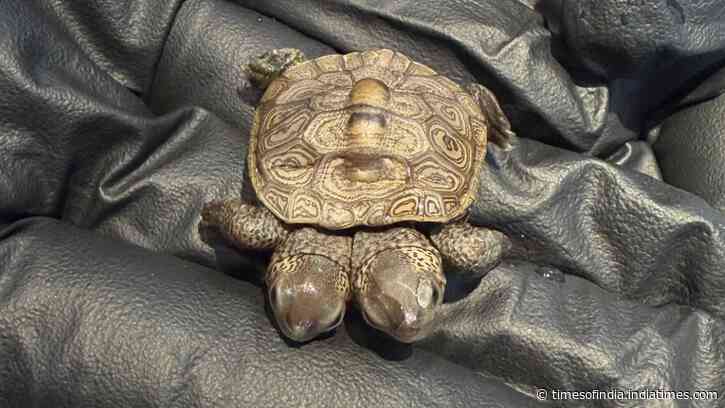 Two-headed terrapin found at Cape Cod nesting site; 5.2g hatchling now under vet care