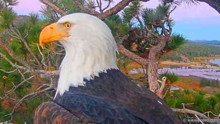 How to watch Jackie the bald eagle’s memorial service