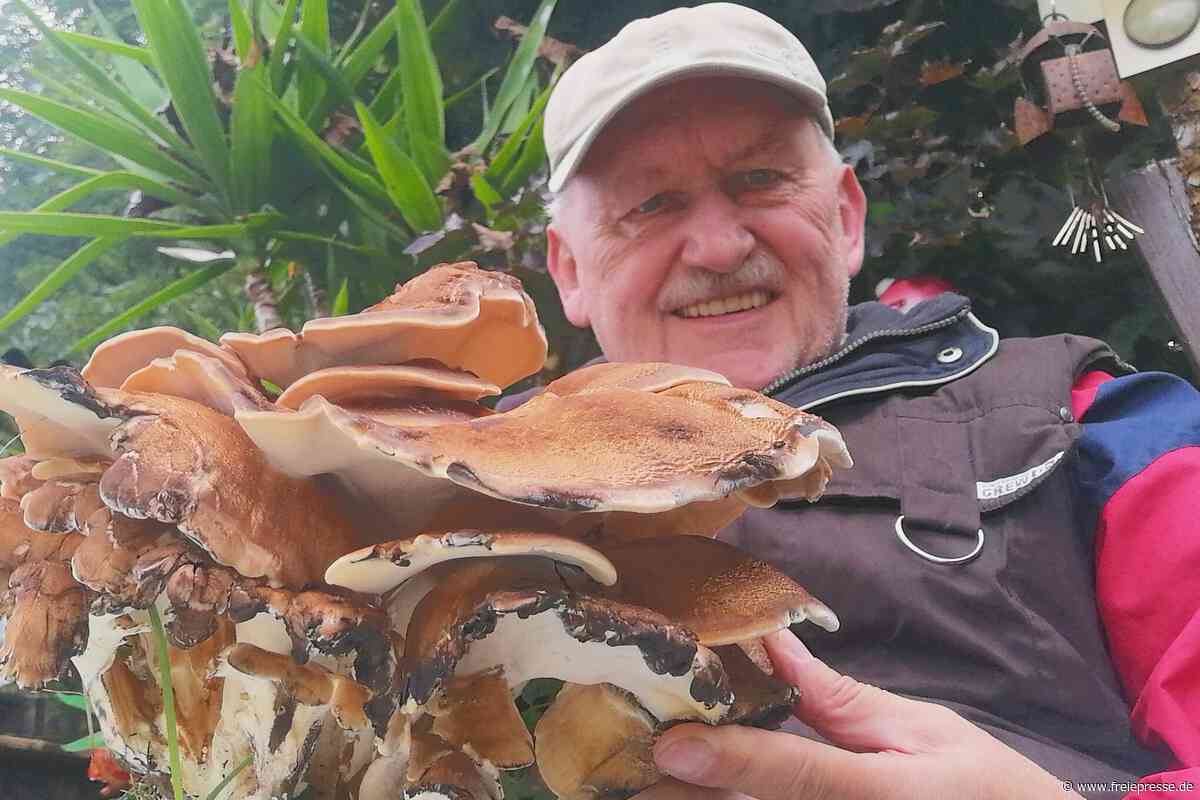 Spektakulärer Pilzfund in Glauchau: Riesenporling am Parkplatz