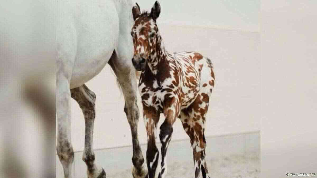 Es sieht aus wie ein Zebra! Dieses Fohlen wurde für eine Rekordsumme verkauft