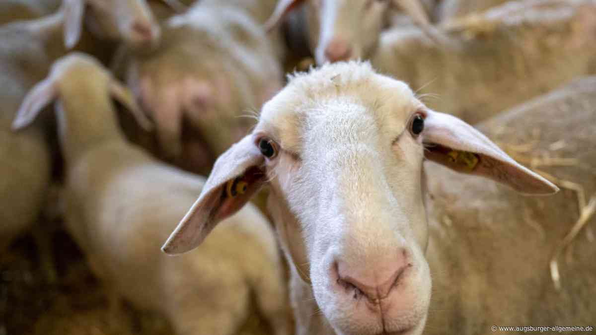 Unbekannte Täter sollen 13 Schafe gestohlen haben