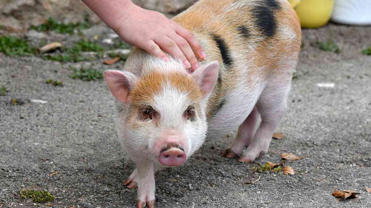 Berlin: Gericht verbietet Schweinehaltung im vierten Stock