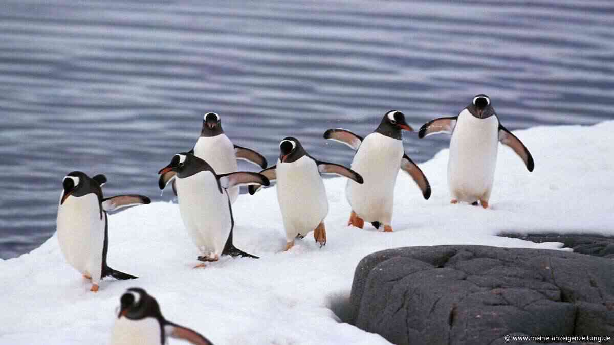 Wissenschaftler entdecken neue Pinguinart auf abgelegenen Inseln im Indischen Ozean