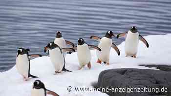 Wissenschaftler entdecken neue Pinguinart auf abgelegenen Inseln im Indischen Ozean