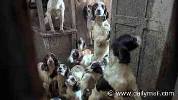 Moment 80 springer spaniels are found starving and cowering in filth inside children's social worker's home - as he faces jail