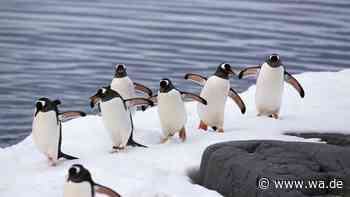 Wissenschaftler entdecken neue Pinguinart auf abgelegenen Inseln im Indischen Ozean