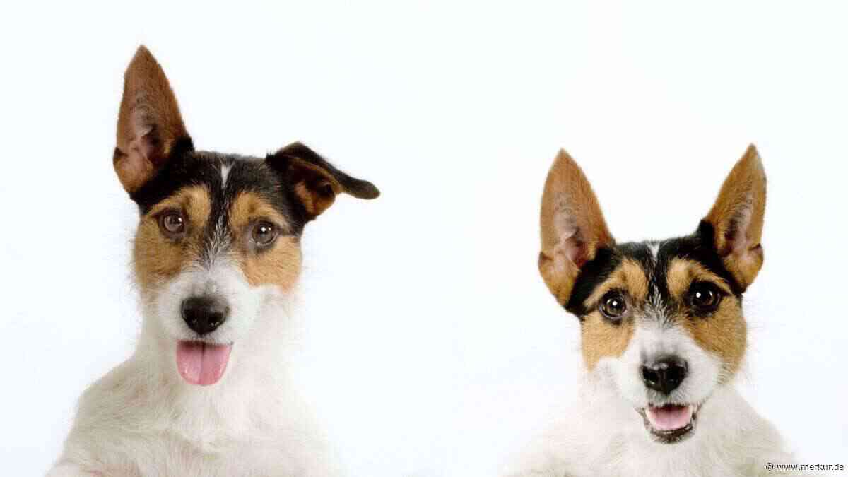 Neue Studie enthüllt: Hunde können menschliche Sprachmuster verstehen