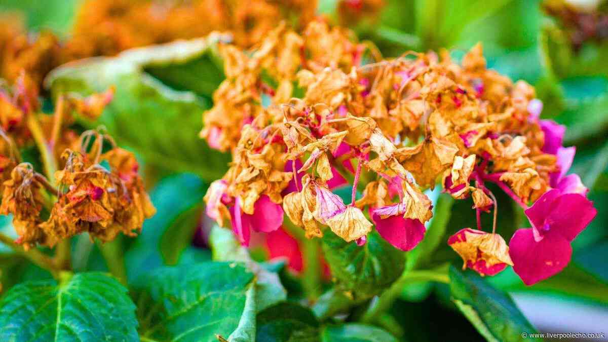 Hydrangeas need gardeners to do 1 simple task to stay healthy in autumn