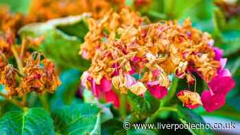 Hydrangeas need gardeners to do 1 simple task to stay healthy in autumn