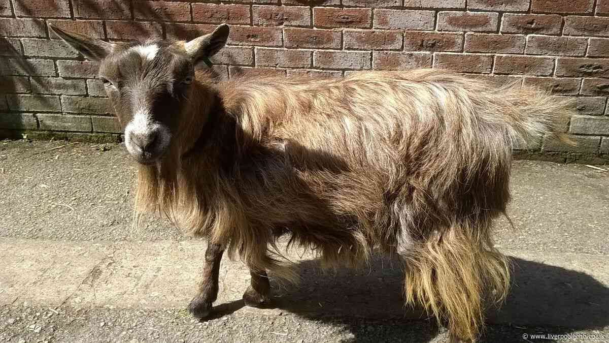 One of Rice Lane Farm's oldest animals dies as tributes flood in